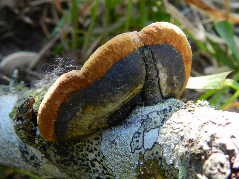 Phellinus sp.